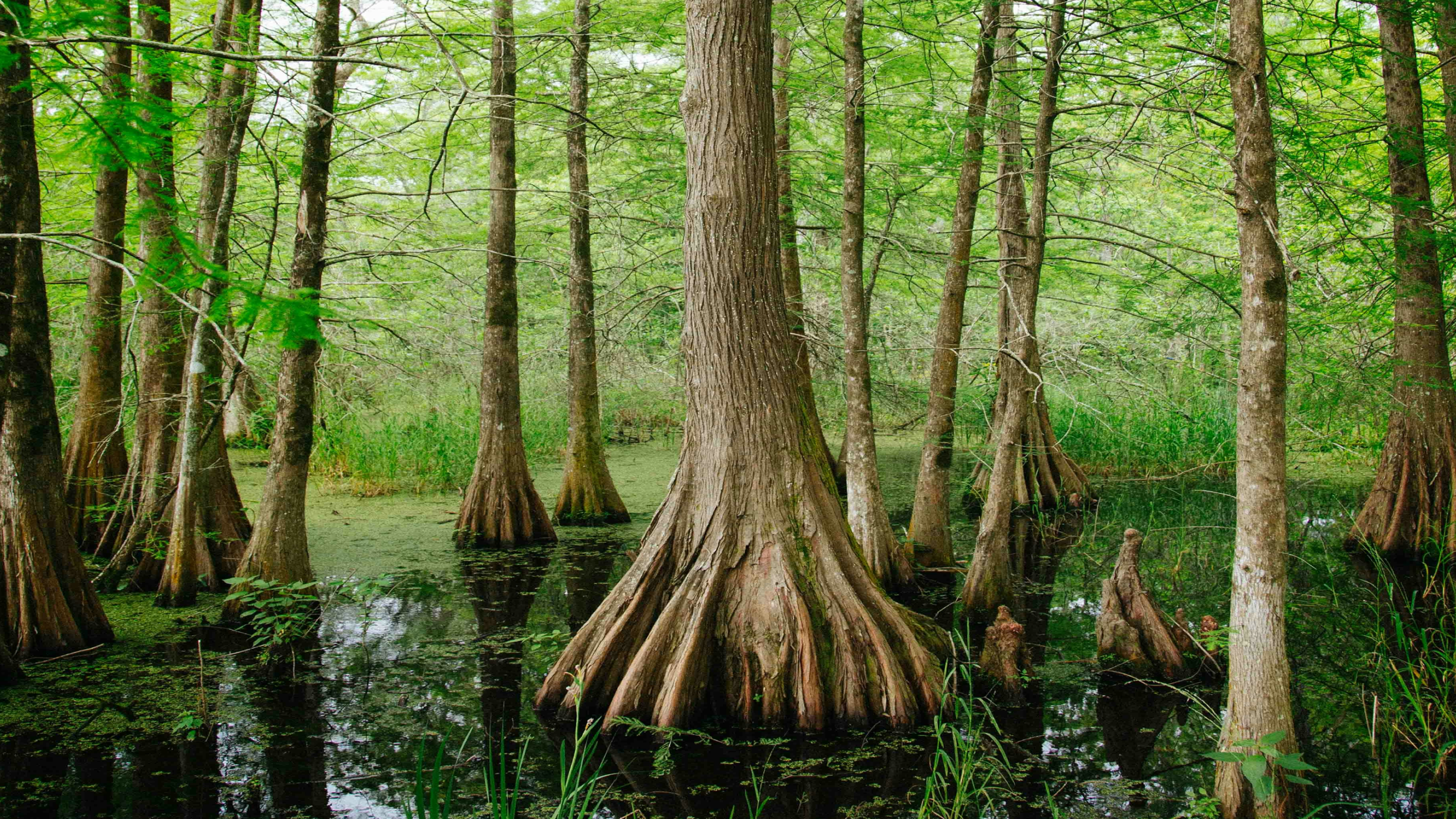 Welcome to The Swamp (& Our Blog): Introducing the Okefenokee Swamp