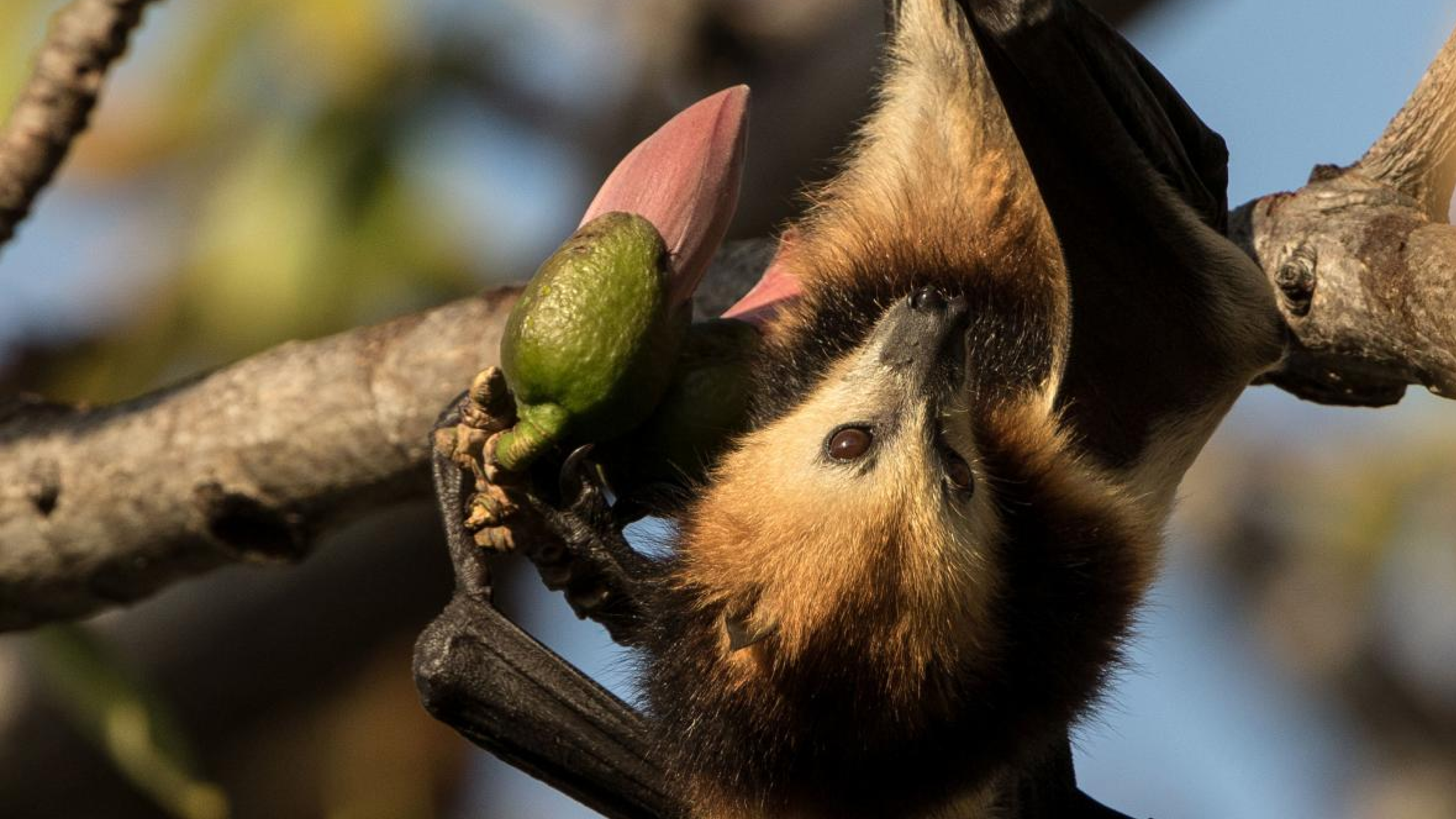 The Mauritian Flying Fox: A Journey of Hope and Resilience